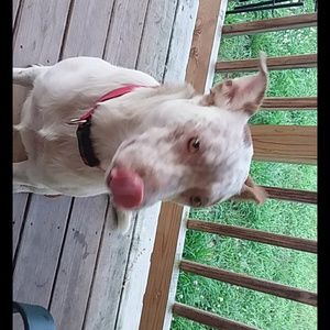 Meet your Posher, Priscilla